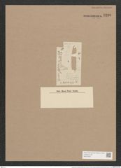 Synedra ulna var. splendens (Kuetz). Brun. (de-Toni-Nr.: Genus 66, Species 2584) Zeichnungen Sammlung Grunow Nr. 5236 (NHMW-BOT-W0373607)
